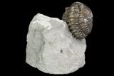 Wide Enrolled Flexicalymene Trilobite - Mt Orab, Ohio #95814-2